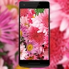 Flower Images
